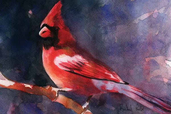 Cardinals: Red Cardinal by Rachel Parker