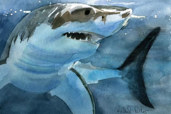 Sharks: Sharky by Rachel Parker