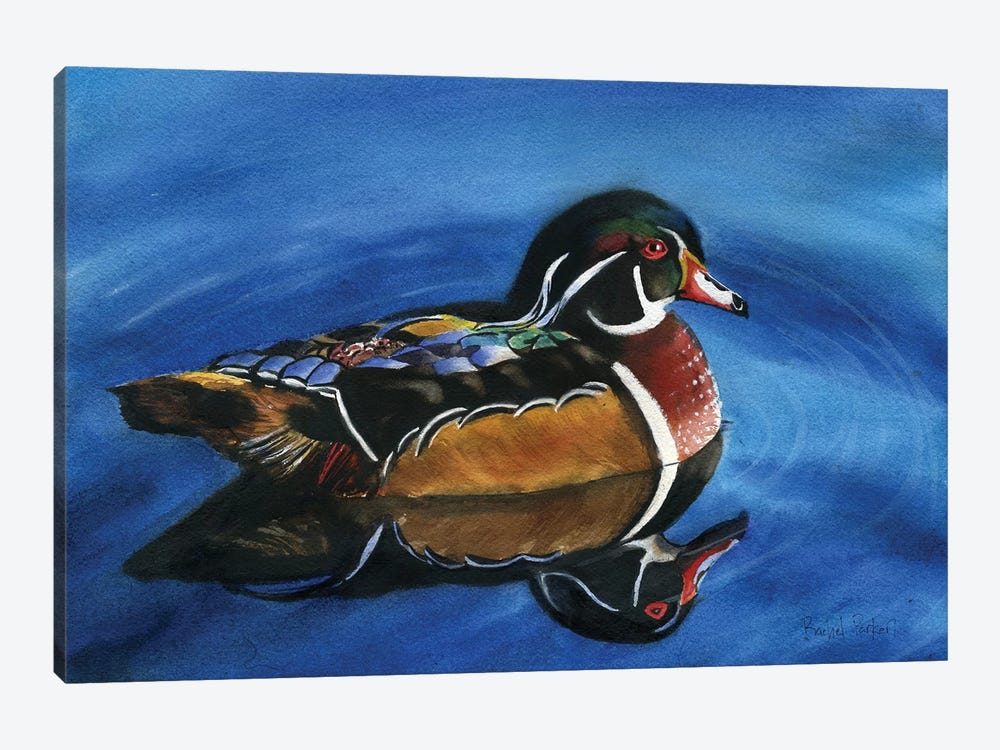 Wood Duck by Rachel Parker 1-piece Canvas Art