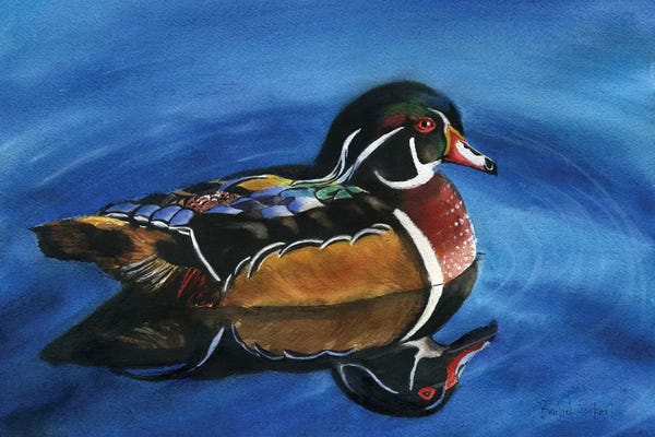 Ducks: Wood Duck by Rachel Parker