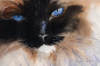 Ragdoll Eyes by Rachel Parker metal wall art