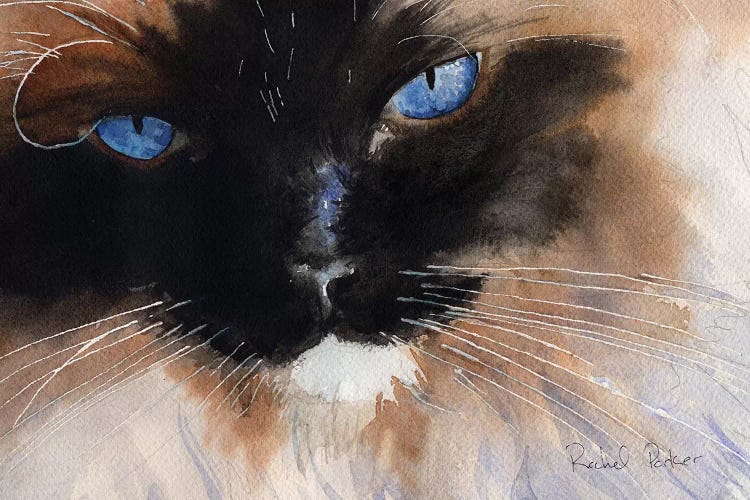 Ragdoll Eyes