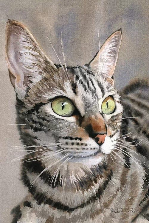 Tabby Eyes