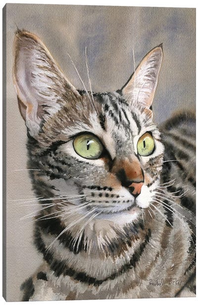 Tabby Eyes Canvas Art Print - Tabby Cat Art