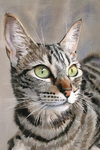 Tabbies: Tabby Eyes by Rachel Parker