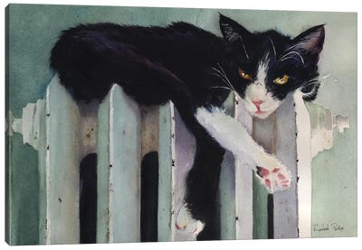 Toasty Tuxedo Canvas Art Print - Snowshoe Cats