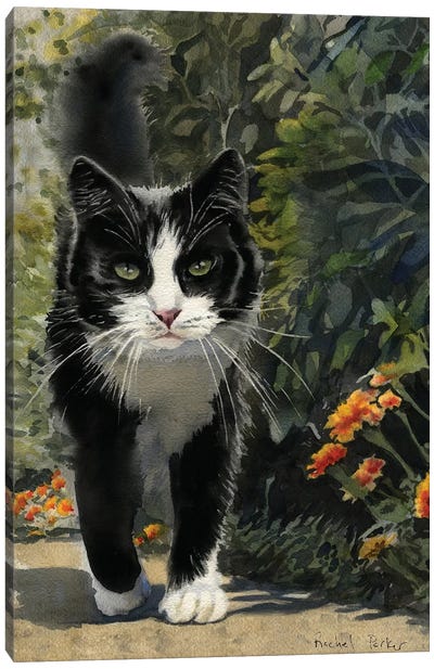 Tuxedo Stroll Canvas Art Print - Snowshoe Cat Art