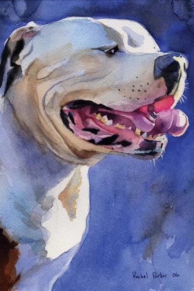 American Bulldog Portrait by Rachel Parker metal wall art
