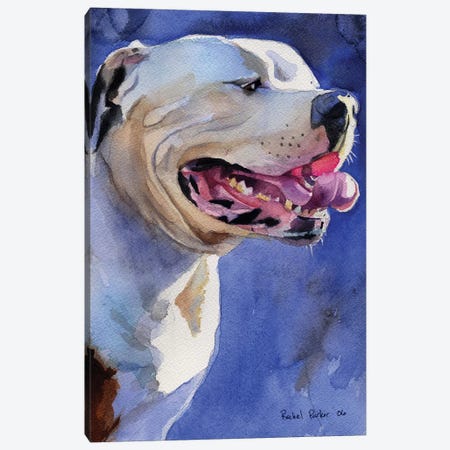 American Bulldog Portrait Canvas Print #RPK32} by Rachel Parker Canvas Art