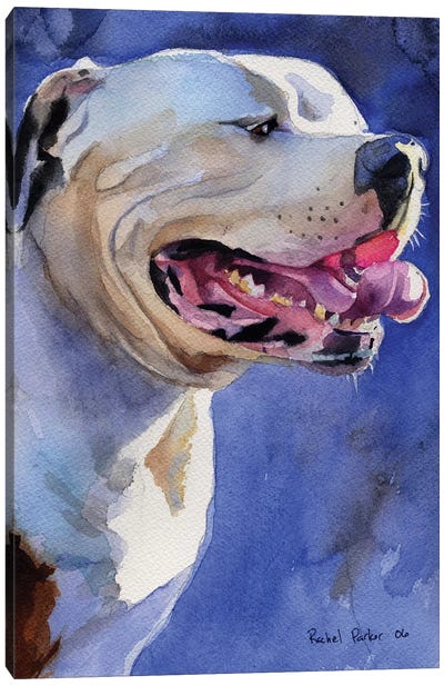 American Bulldog Portrait Canvas Art Print - Bulldog Art