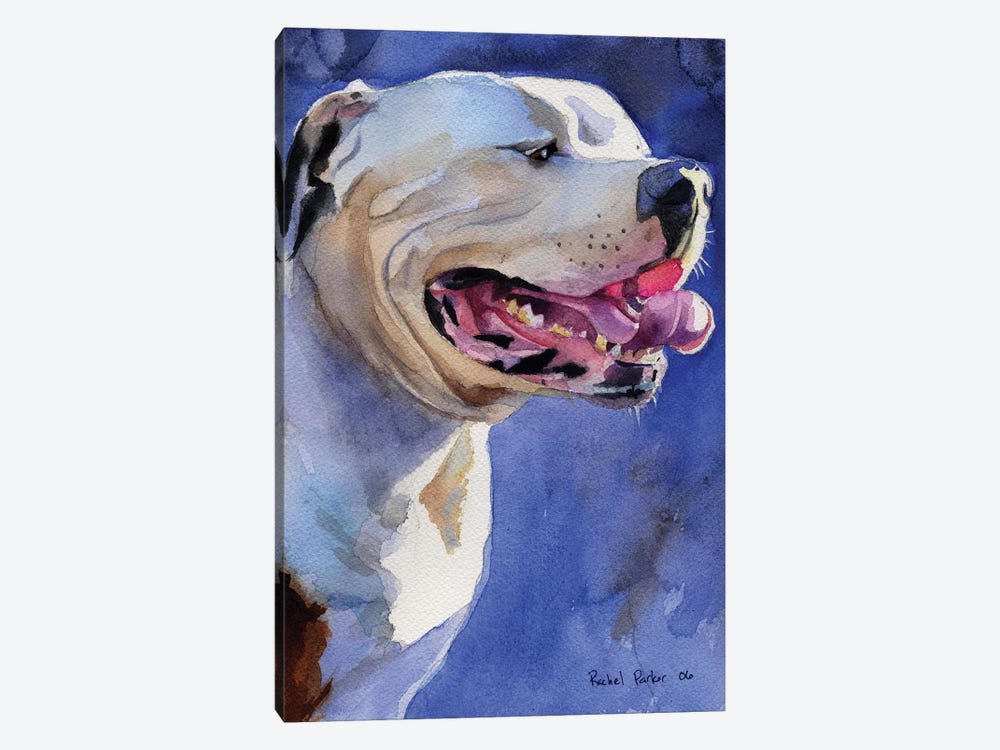 American Bulldog Portrait by Rachel Parker 1-piece Canvas Print