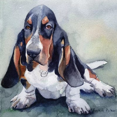 Basset Please by Rachel Parker canvas print