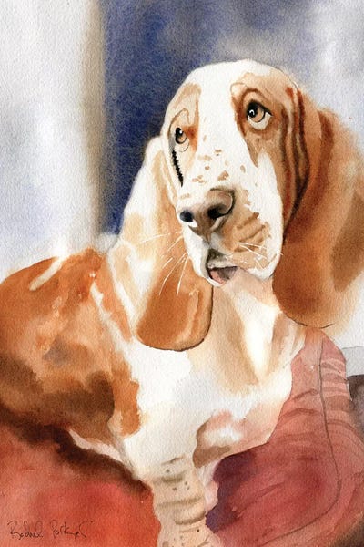 Basset Hounds: Basset Portrait by Rachel Parker