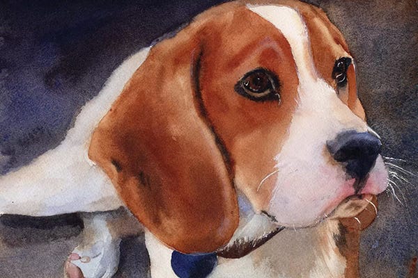 Beagles: Beagle Portrait by Rachel Parker