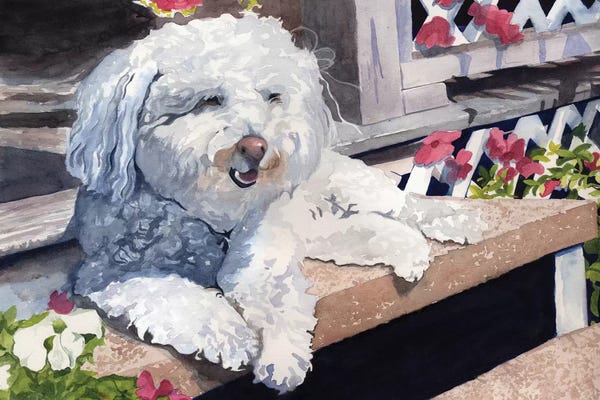 Bichon Frises: Bichon Frise Portrait by Rachel Parker