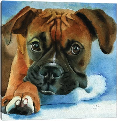 Boxer Baby Canvas Art Print - Puppy Art