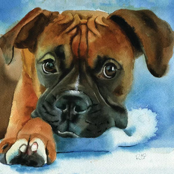 Boxers: Boxer Baby by Rachel Parker