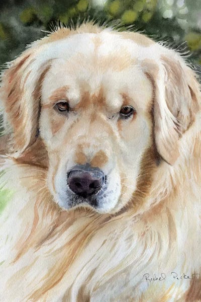 Golden Retrievers: Golden Retriever Portrait by Rachel Parker