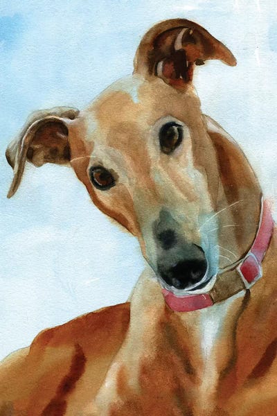 Greyhounds: Greyhound Portrait by Rachel Parker