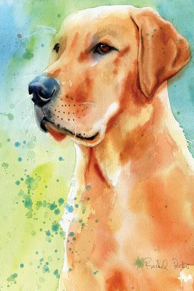 Labrador Splash by Rachel Parker canvas print