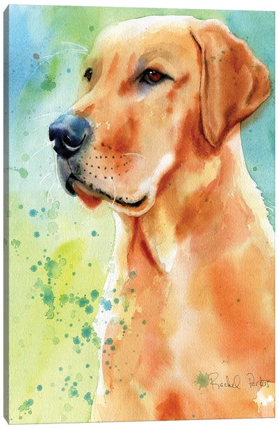 Labrador Splash Canvas Art Print - Rachel Parker