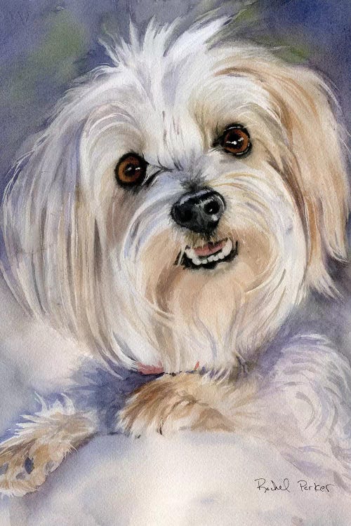 Maltese Portrait Rachel Varner