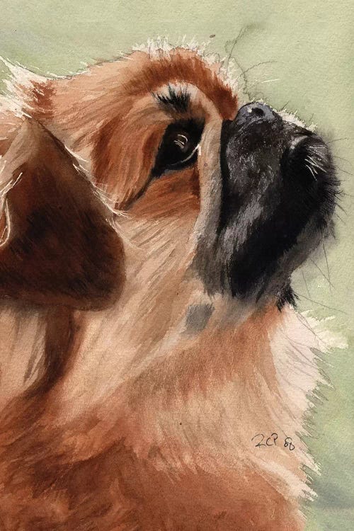 Pekingese Portrait