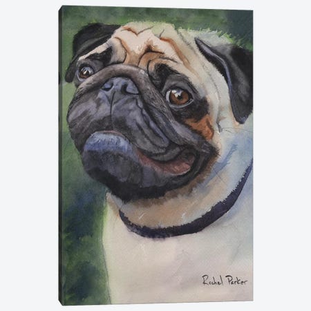 Pug Portrait Canvas Print #RPK49} by Rachel Parker Canvas Print