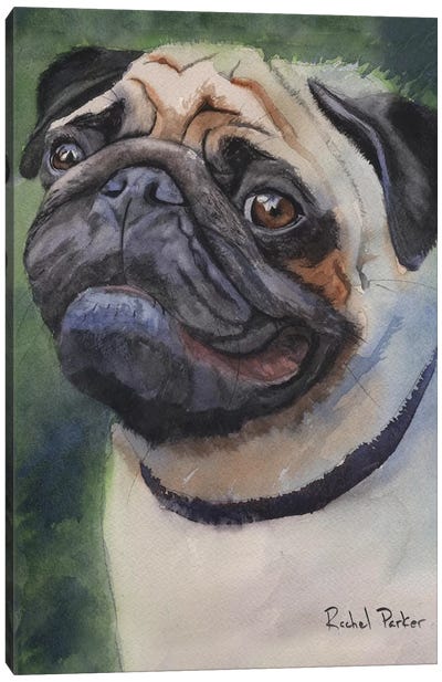 Pug Portrait Canvas Art Print - Rachel Parker