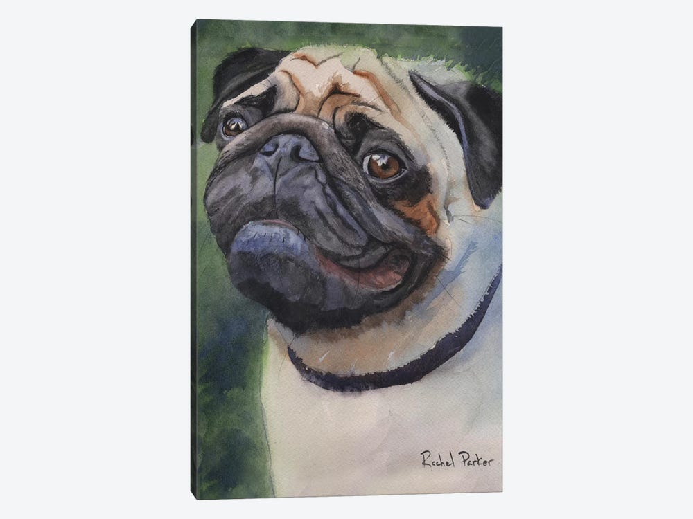 Pug Portrait by Rachel Parker 1-piece Canvas Print