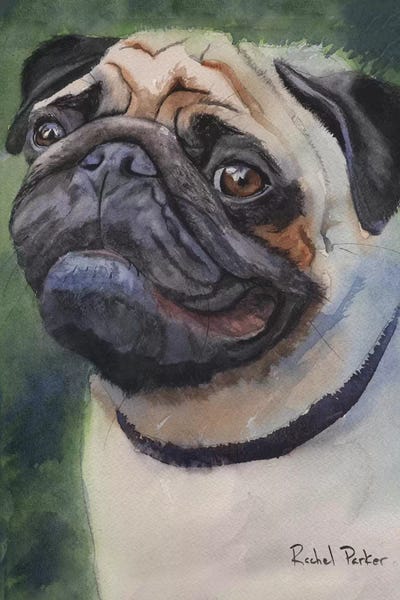 Pugs: Pug Portrait by Rachel Parker