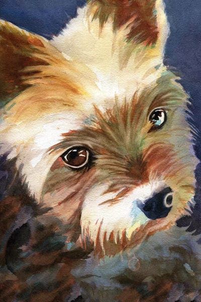 Terriers: Yorky by Rachel Parker