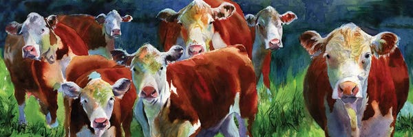 Curious Cows