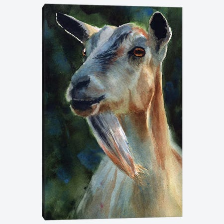 Goat Thoughts Canvas Print #RPK54} by Rachel Parker Art Print