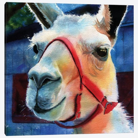 Llama Love Canvas Print #RPK55} by Rachel Parker Canvas Art Print