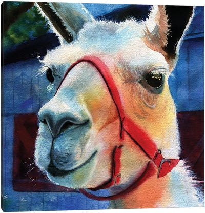 Llama Love Canvas Art Print - Rachel Parker