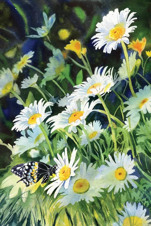 Daisy And Butterfly by Rachel Parker canvas print