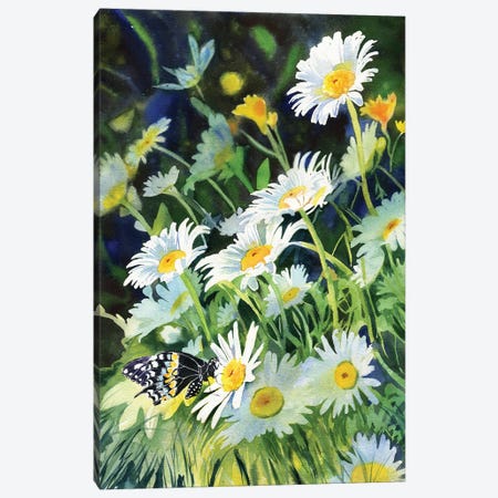 Daisy And Butterfly Canvas Print #RPK60} by Rachel Parker Art Print