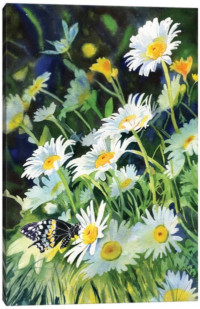 Daisy And Butterfly Canvas Art Print - Wildflowers