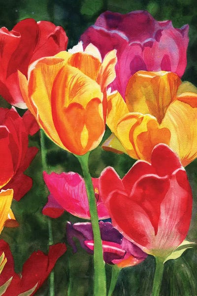 Tulips by Rachel Parker canvas print