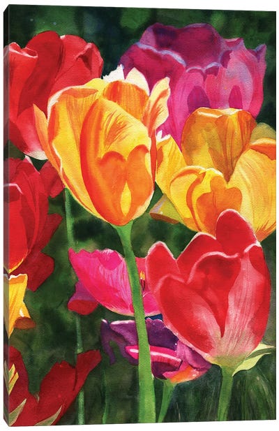 Tulips Canvas Art Print - Wildflowers