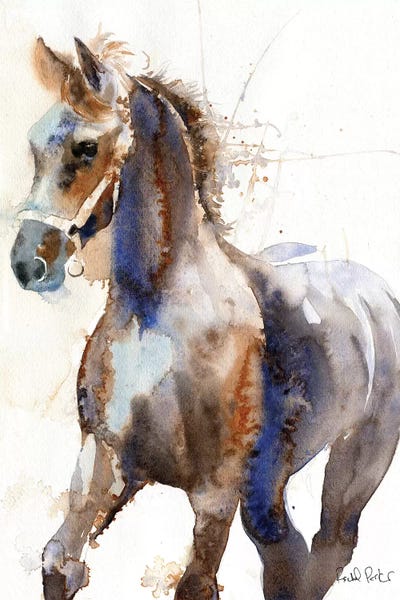 Friesian Yearling by Rachel Parker framed canvas print