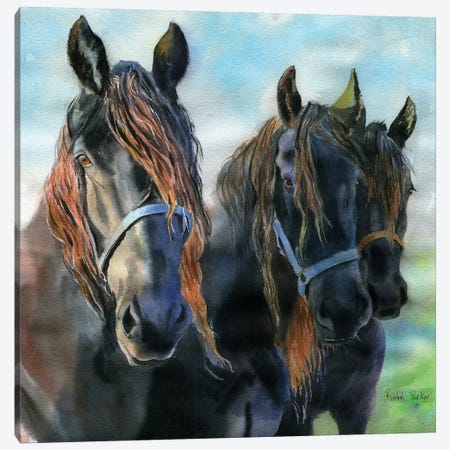 Three Friesians Canvas Print #RPK80} by Rachel Parker Art Print