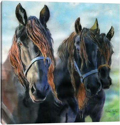 Three Friesians Canvas Art Print - Rachel Parker