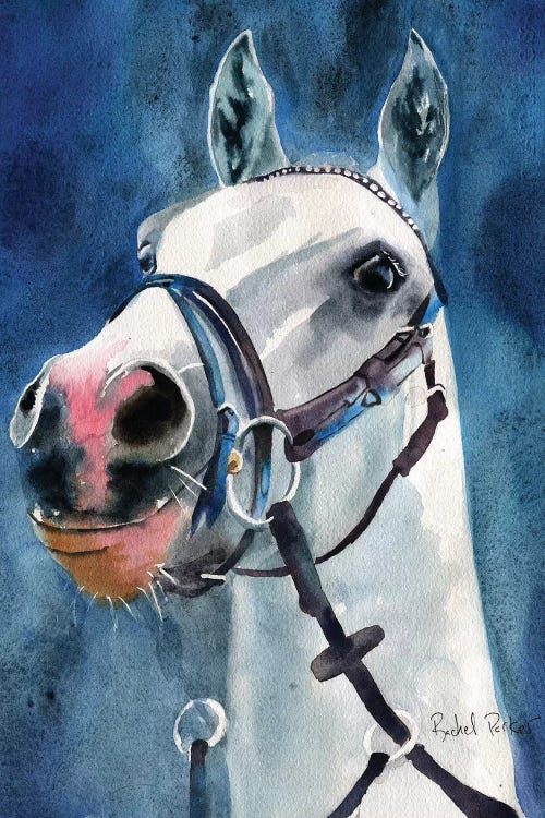 Welsh Pony Spirit