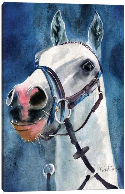 Welsh Pony Spirit Canvas Art Print - Rachel Parker