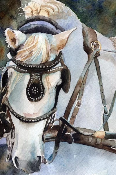 White Percheron In Charleston by Rachel Parker canvas print