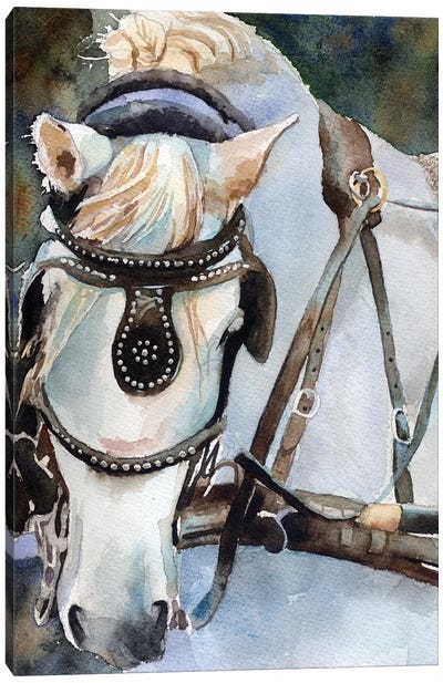 White Percheron In Charleston Canvas Art Print - Rachel Parker