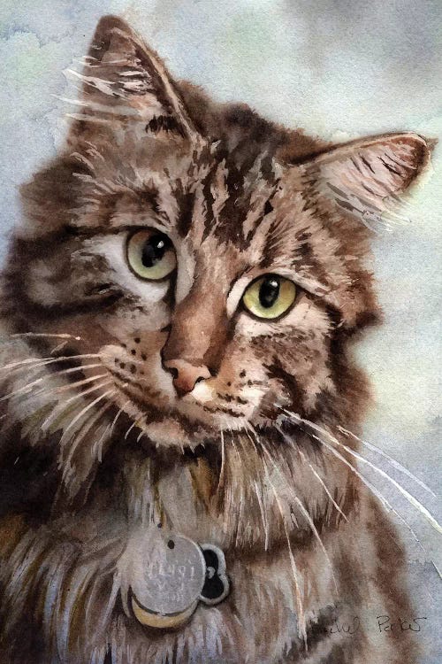 Maine Coon Eyes