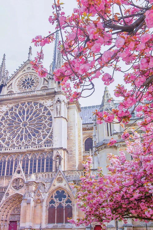 Rose Window Blooms Notre-Dame de Paris